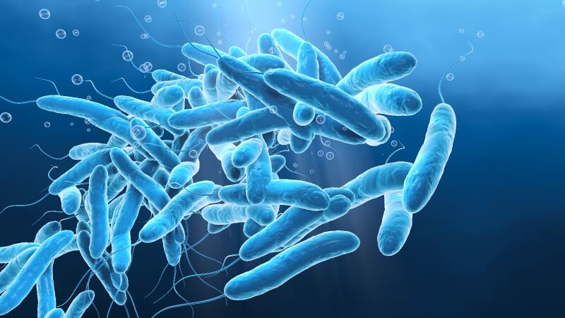 legionella-bacteria-illustration