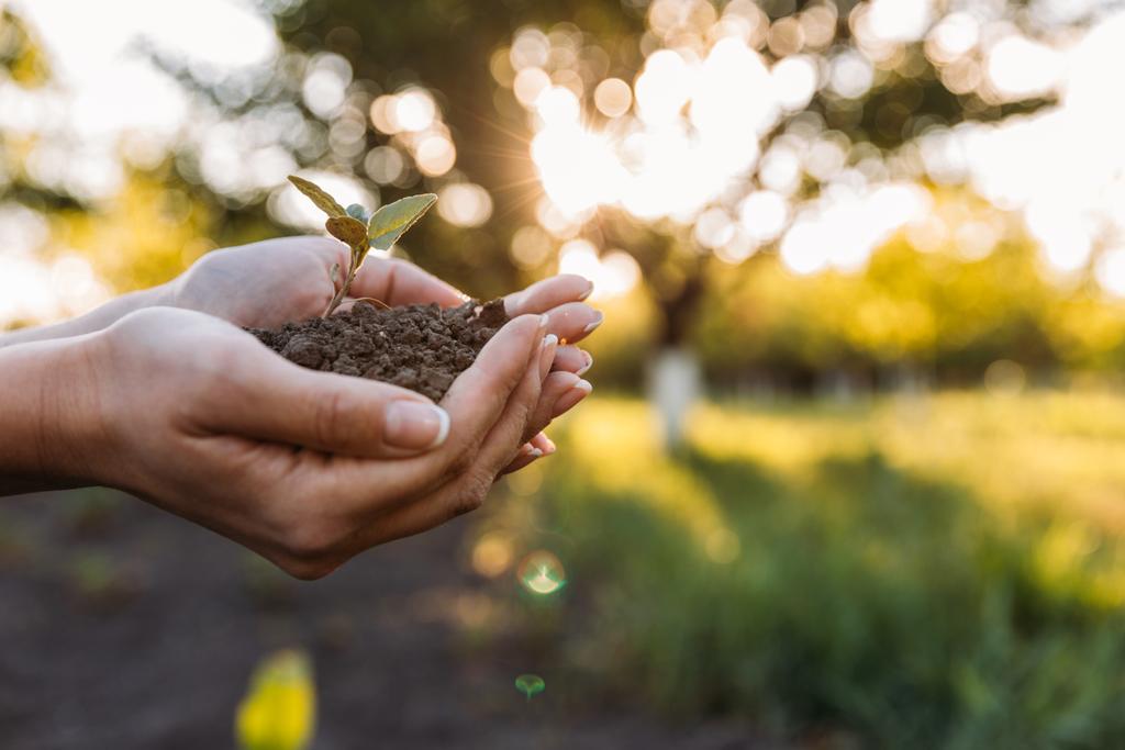 stock-photo-hands-holding-young-plant-with-soil