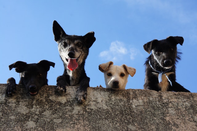 Dogs pexels-edgar-daniel-hernández-cervantes-3628100